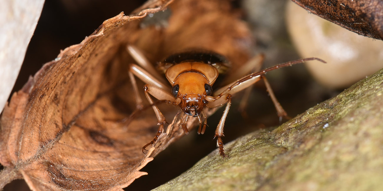 Carabidae: Tra le pietre del fiume Sangro. Nebria psammodes